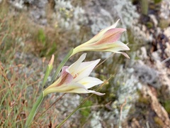 Gladiolus tristis