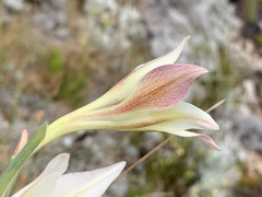 Gladiolus tristis
