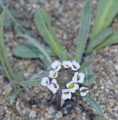 Lobularia maritima maritima