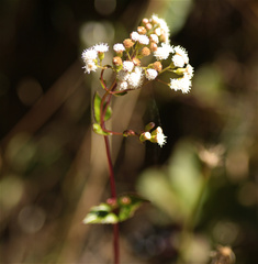 Ageratina gracilis