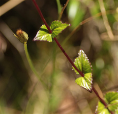 Ageratina gracilis