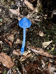 Entoloma hochstetteri