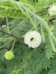 Frieseomelitta nigra