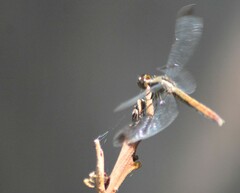Erythrodiplax atroterminata