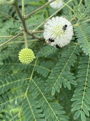 Frieseomelitta nigra