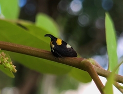 Enchophyllum quinquemaculatum