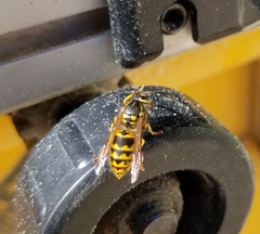 Vespula maculifrons