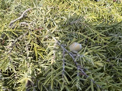 Juniperus oxycedrus