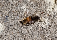 Apis mellifera