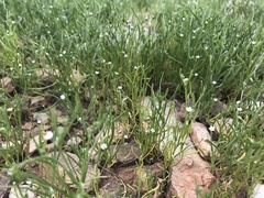 Pectocarya recurvata