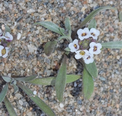 Lobularia maritima maritima