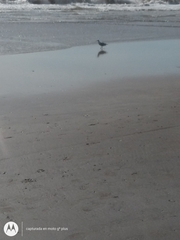 Chroicocephalus cirrocephalus