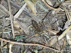 Anura