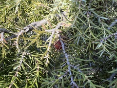 Juniperus oxycedrus