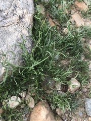 Pectocarya recurvata