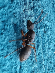 Camponotus renggeri