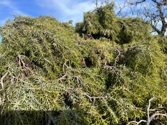 Juniperus oxycedrus