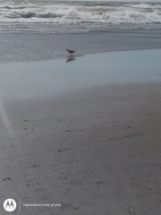 Chroicocephalus cirrocephalus