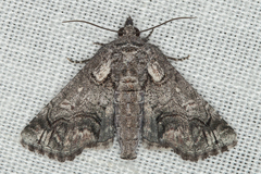 Paectes abrostoloides