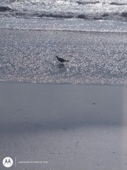 Chroicocephalus cirrocephalus