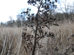 Scrophularia umbrosa