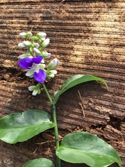 Dichorisandra hexandra