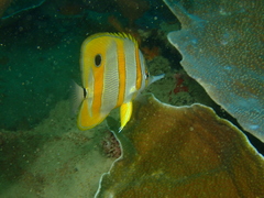 Chelmon rostratus