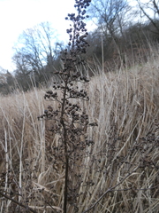 Scrophularia umbrosa