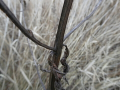 Scrophularia umbrosa