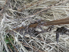 Scrophularia umbrosa