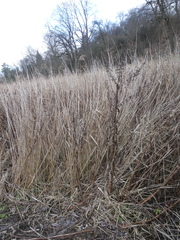 Scrophularia umbrosa