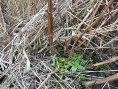 Scrophularia umbrosa