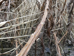 Scrophularia umbrosa