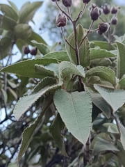 Cistus symphytifolius