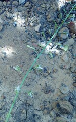 Drimia elata