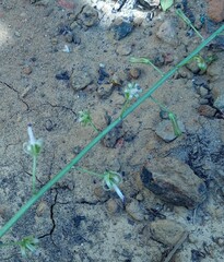 Drimia elata