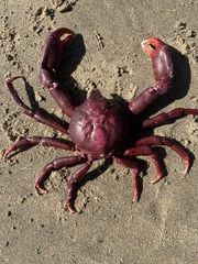 Taliepus nuttallii