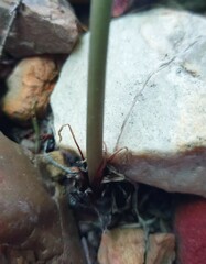 Drimia elata