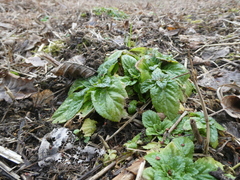 Scrophularia umbrosa