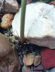 Drimia elata