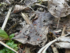 Scrophularia umbrosa