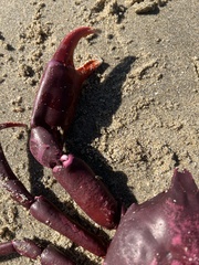 Taliepus nuttallii