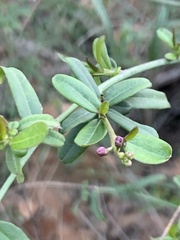 Rhinotropis cornuta fishiae