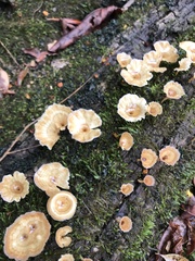 Cotylidia aurantiaca