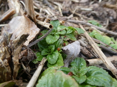Scrophularia umbrosa
