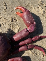 Taliepus nuttallii