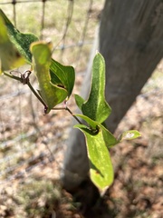 Smilax auriculata