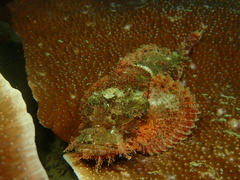 Scorpaenopsis oxycephalus
