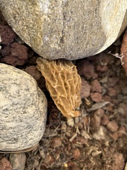 Morchella rufobrunnea