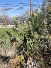 Sabal mexicana